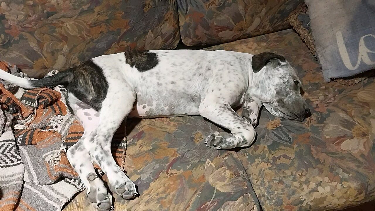 Puppies