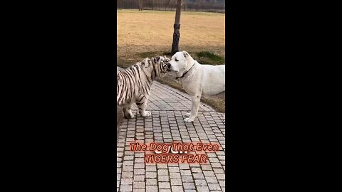 Meet the Alabai: The Dog So Fearless Even a Tiger Thinks Twice!