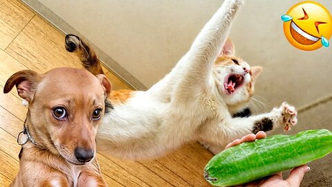 2025’s Funniest Dogs & Cats 😂 You Won’t Stop Laughing! | You Laugh You lose 😍😸😹 #Ep72