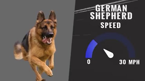 These Dogs can runFaster than Usaint Bolt