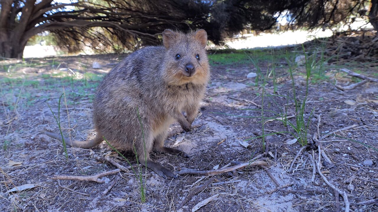 Quokka Nibbles Cuttest Rottnest Island’s Leaf-Loving Cheeksters