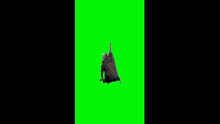 Flying Zebra | Green Screen