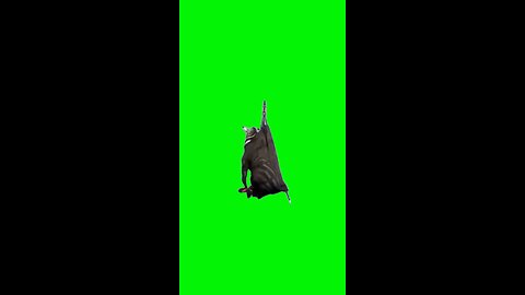 Flying Zebra | Green Screen