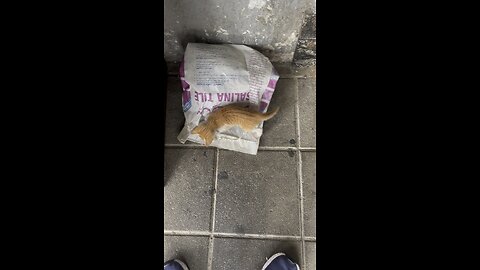 Miaeww