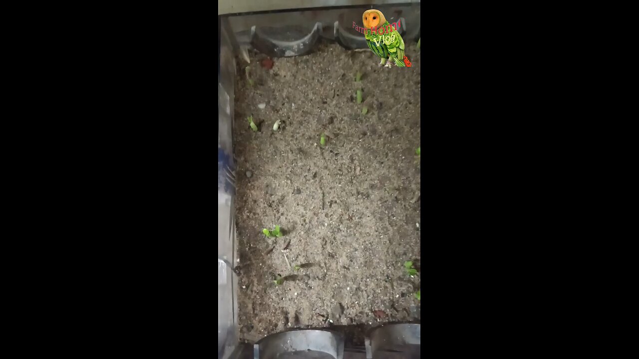 Adenium Seedling Result after 4 days