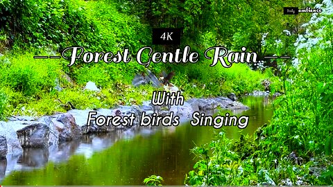 Gentle Rain sounds In The Forest -4K-🌳 For Relax or Sleeping Reducing Stress or Anxiety.
