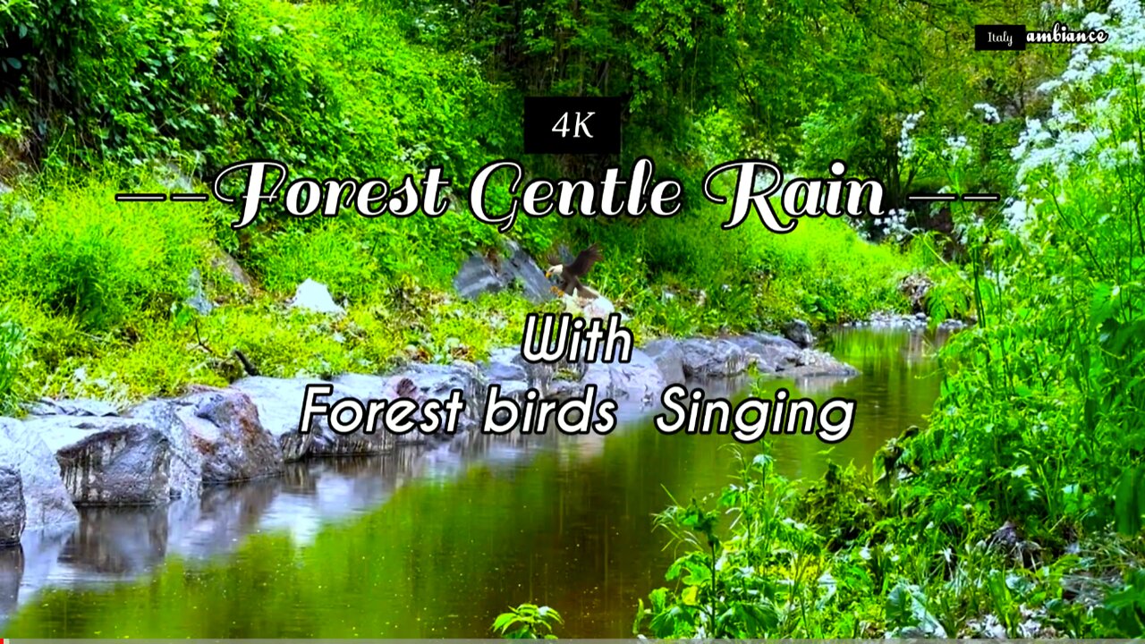 Gentle Rain sounds In The Forest -4K-🌳 For Relax or Sleeping Reducing Stress or Anxiety.