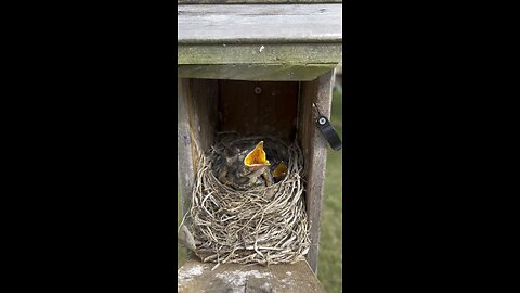 The baby birds have grown 🐦