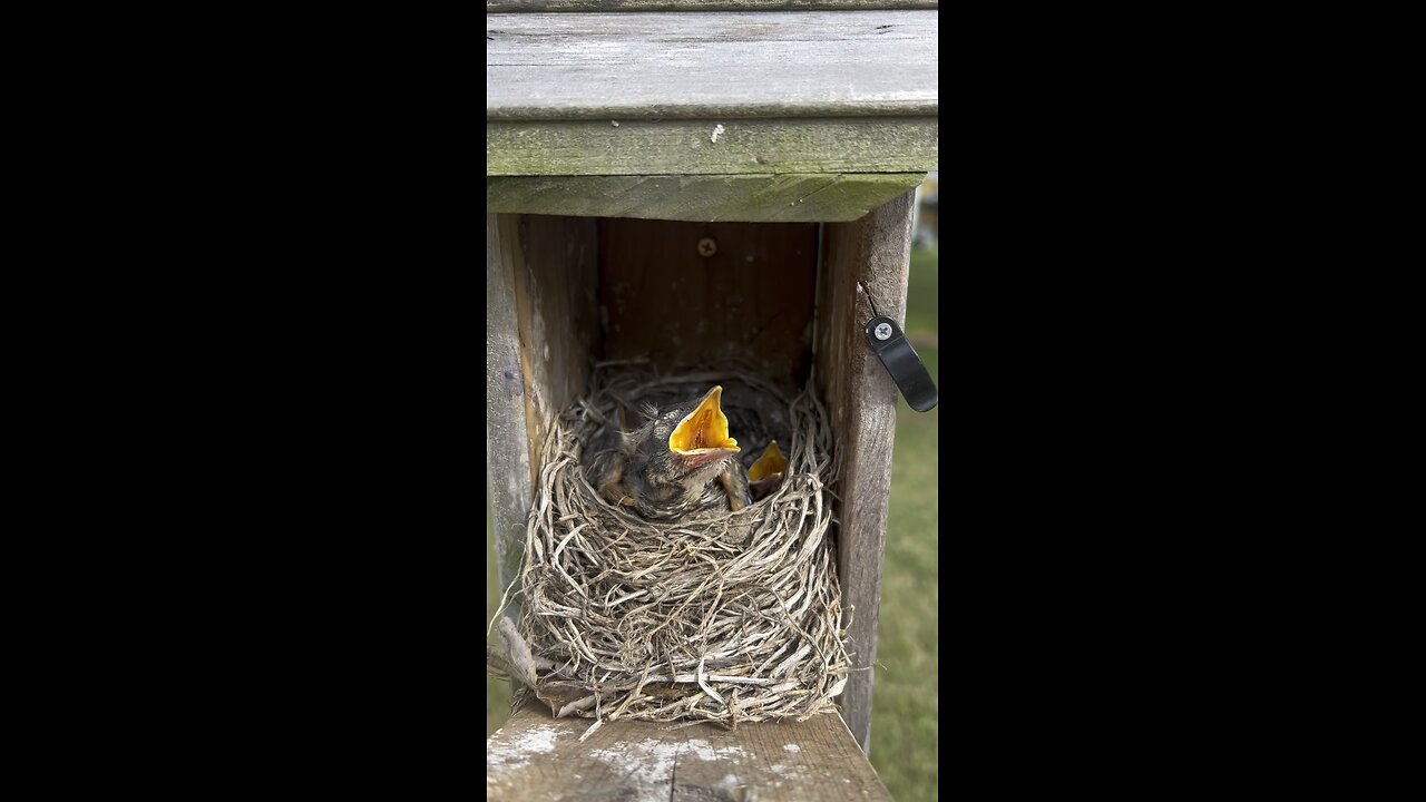 The baby birds have grown 🐦