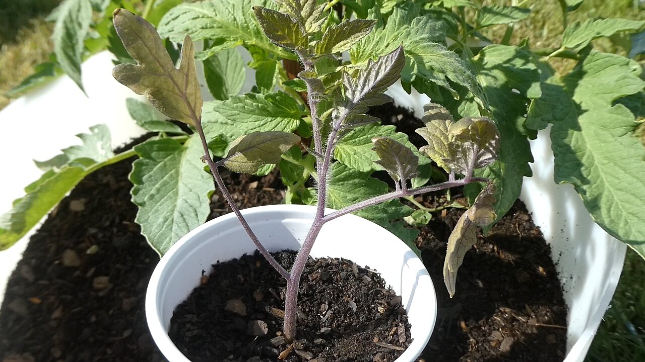 Garden update Tomatoes and Broccoli