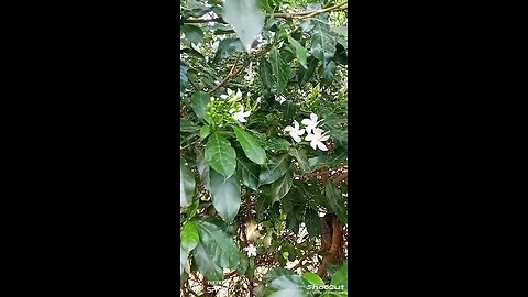 Plants and flower