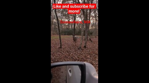deer