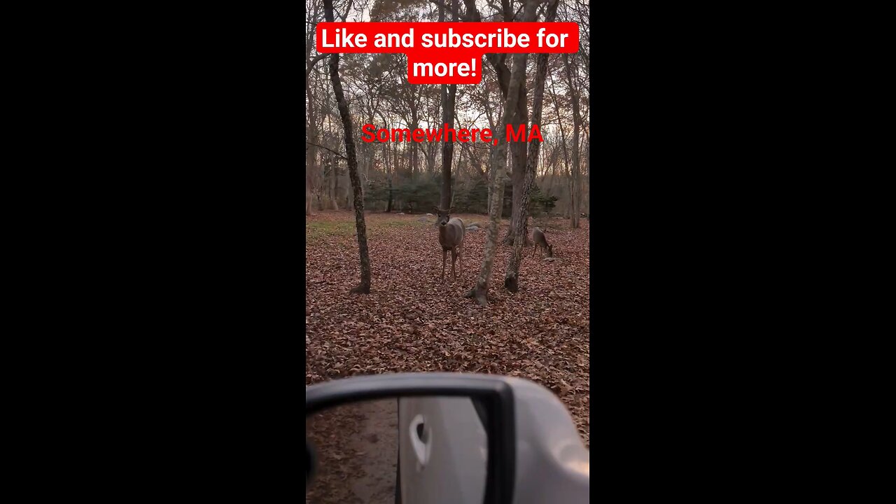 deer