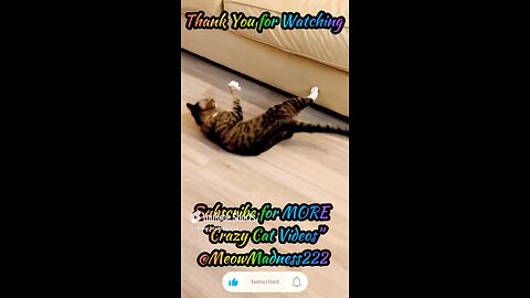 Fun Time w/Morris @Meow_Madness