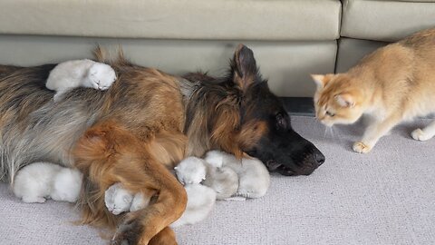 The Mom Cat was Surprised! German Shepherd Takes Better Care of Kittens Than She Does