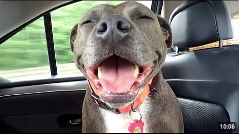 Adorable Pitbulls Can Melt Your Heart in the Cutest Ways 🐶 Funny Dog Videos 2025