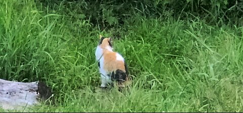 Our most feral Feline 🐈