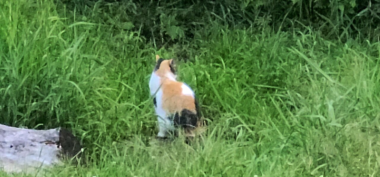 Our most feral Feline 🐈