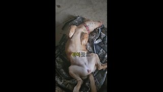 How To Ask For Pets: 쓰다듬어 달라고 하는 밥: