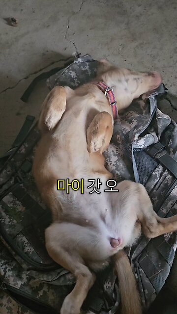 How To Ask For Pets: 쓰다듬어 달라고 하는 밥: