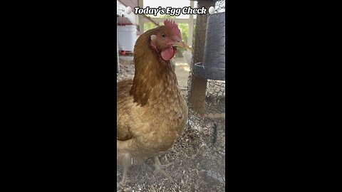 🥚 Today’s 🐔 Egg Check! 🥚 #shorts