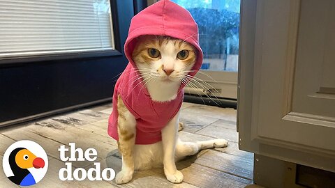 Cat Doctor Gets A DM About A Special Needs Cat In Dubai | The Dodo