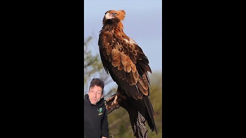 . Sky King 🦅 . Sky King 🦅 . Sky King 🦅 White-tailed Eagle