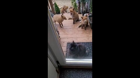 Cats and their friends 😻