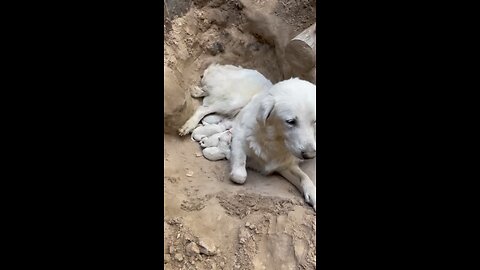 The day our Pyrenees puppies where born.