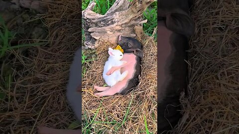 The little rabbit fell asleep holding the piglet. The cute pet debut plan. The rabbit. The pasto