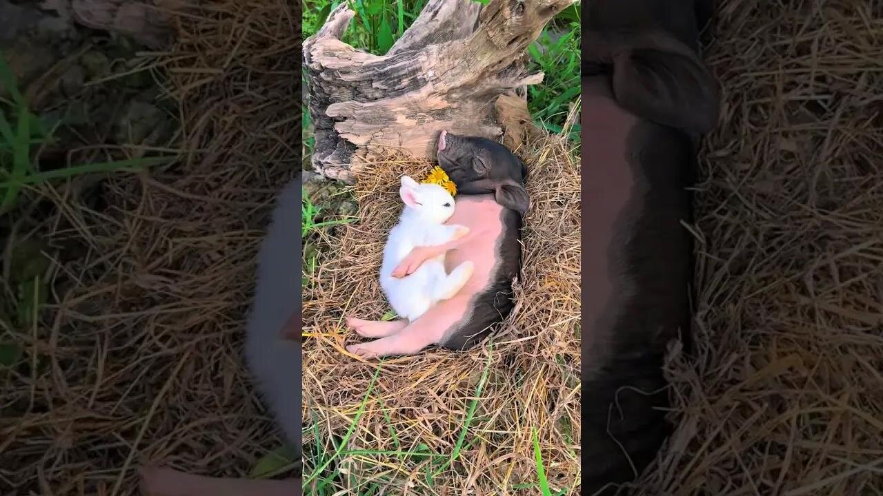 The little rabbit fell asleep holding the piglet. The cute pet debut plan. The rabbit. The pasto