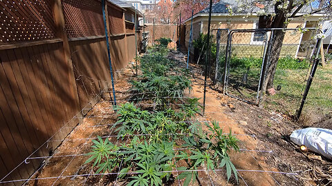 2025 Outdoor Cannabis Garden Tour | Garden Update [#01] - April 1
