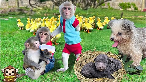 Very touching moments of baby monkey YiYi taking care of puppies and friends