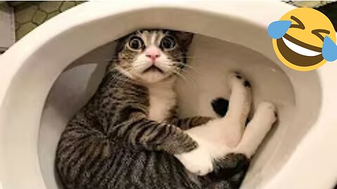 Try Not to Laugh Compilation!🐶🐱 | Funniest Cats & Dogs of 2025 🐾🤣