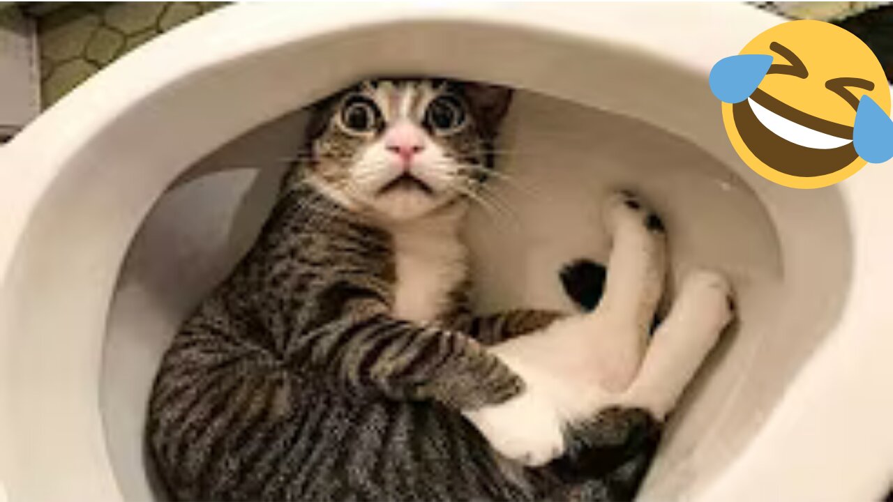 Try Not to Laugh Compilation!🐶🐱 | Funniest Cats & Dogs of 2025 🐾🤣