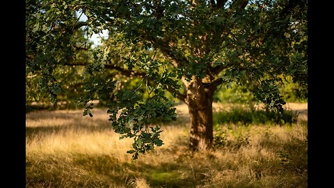 tree is my beautiful friend
