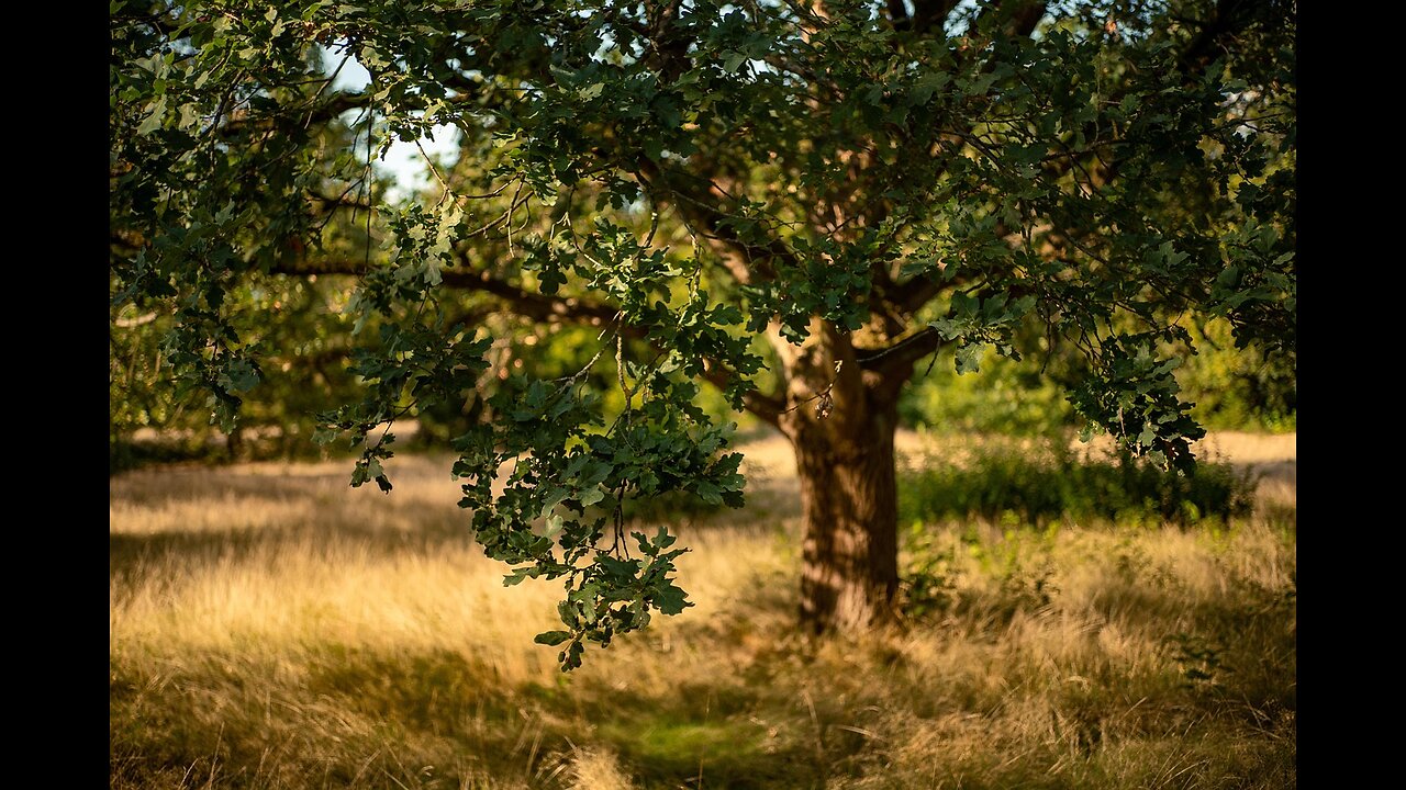 tree is my beautiful friend