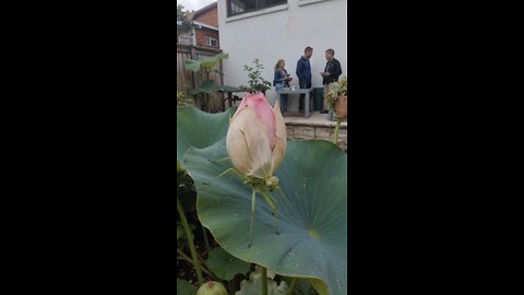 See