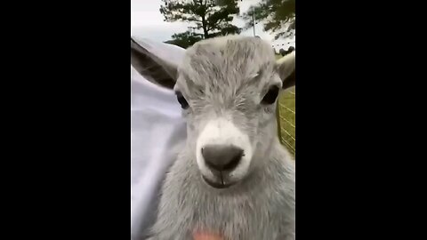 funny viral clips🤣