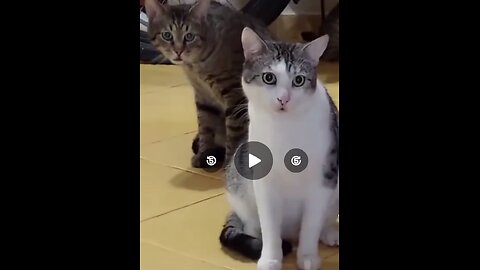 Aren't we the ones catching the mouse?🐈👀🦝😁