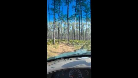 All things hunting dogs and guns. Deer/fox hunting with dogs