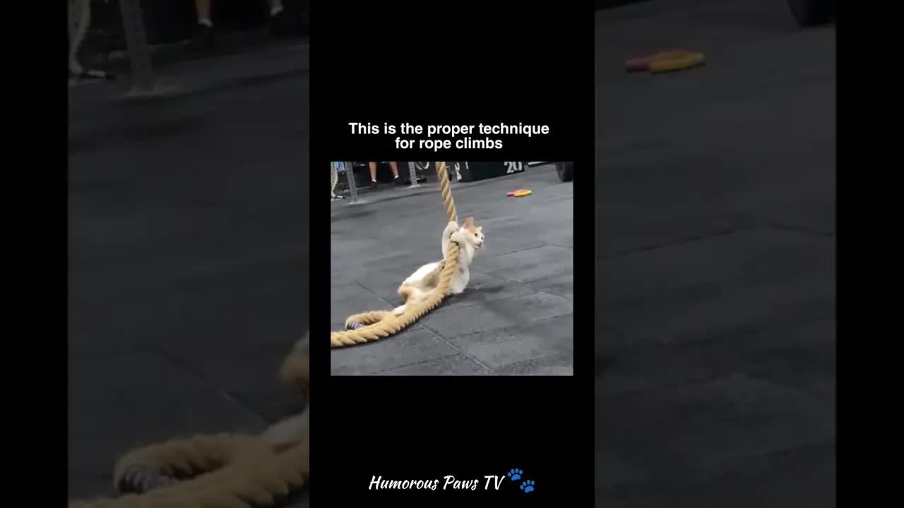 Funny animals 2024😂- Funniest Cats and Dogs Video😹🐶