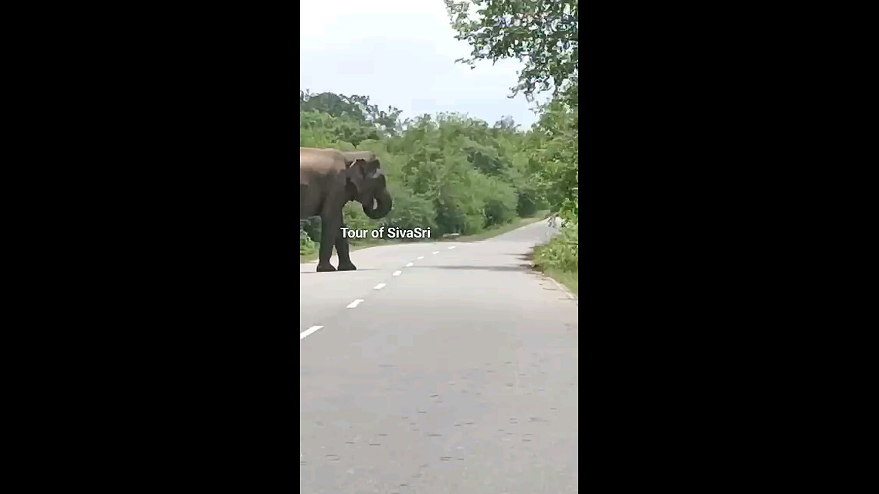 Wild elephant attacks a truck