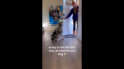 Dog chores