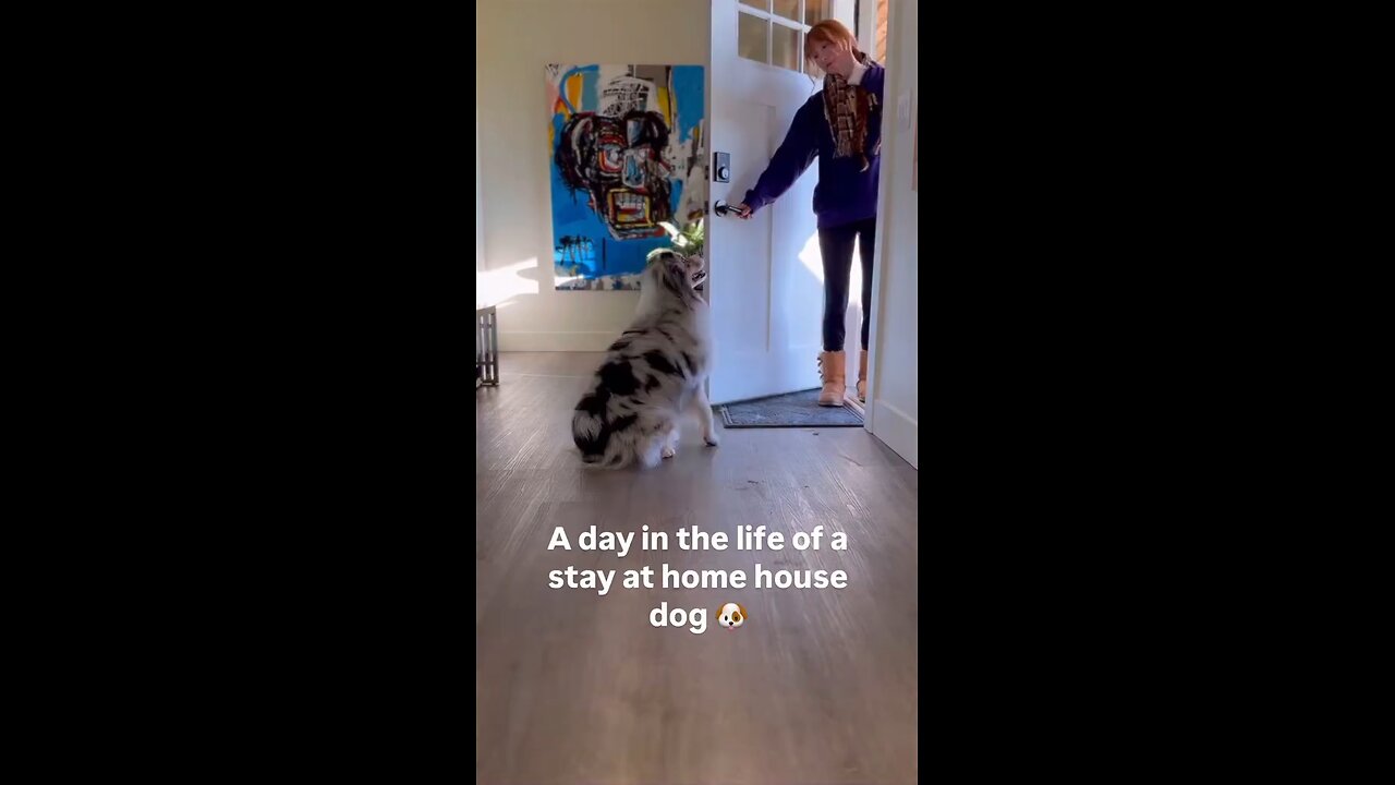 Dog chores