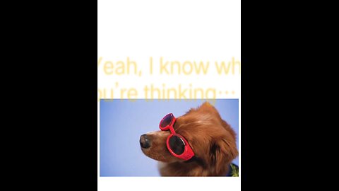 "Coolest Dog in the Game 😎 Doesn’t Chase Balls, He Chases Vibes 🐾🔥"
