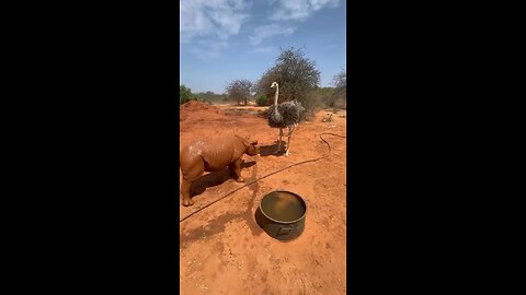ostrich