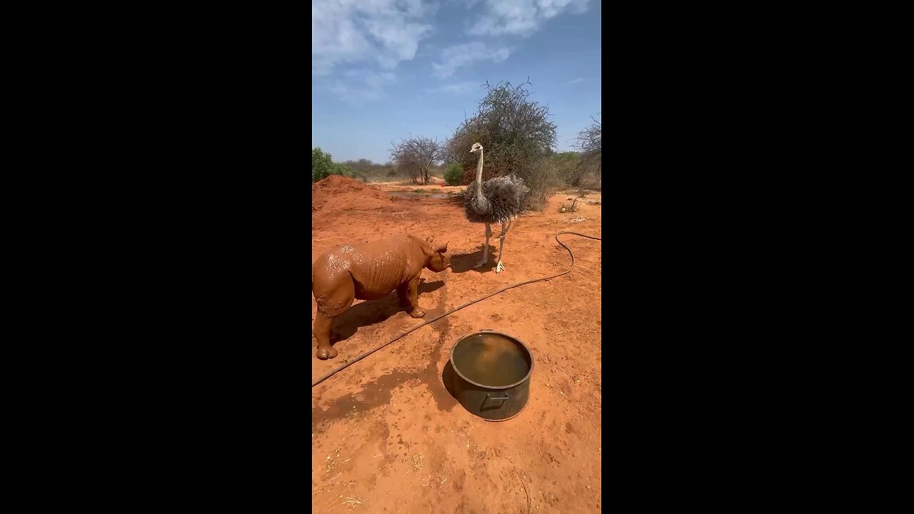 ostrich
