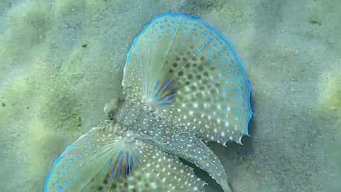 The ocean's most graceful pair of wings
