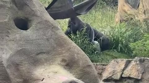 😂🐾 Momma Said 'Not Today!' You Won't Believe This Pet Reaction | FunFM